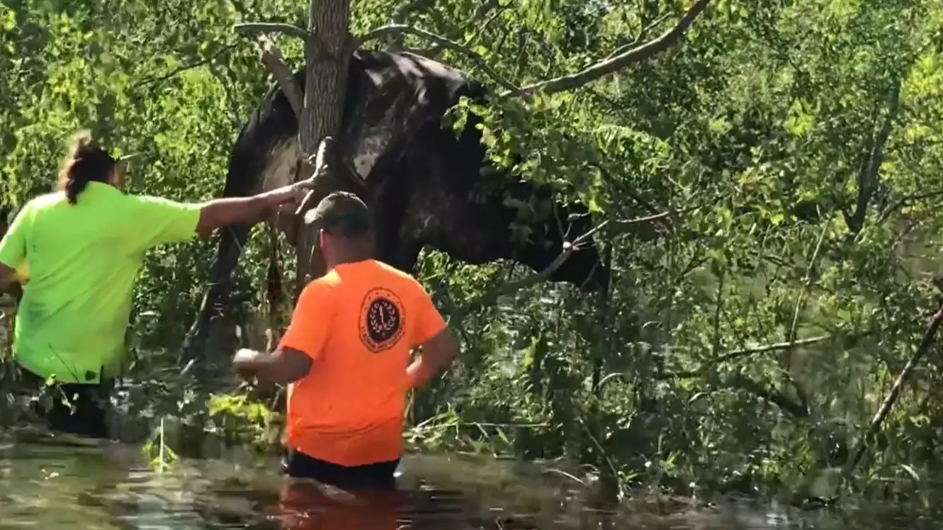Cow Stuck In Tree After Hurricane Ida Hits Louisiana 