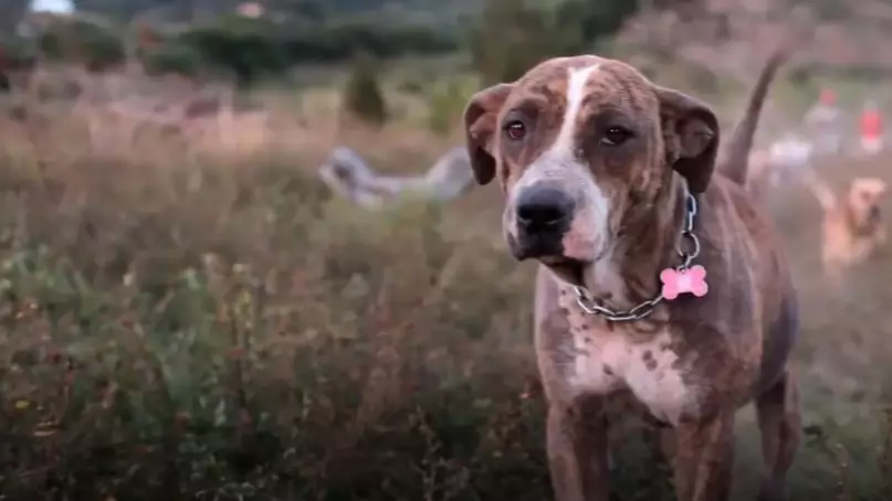 Netflix To Release A Special Documentary All About Dogs 