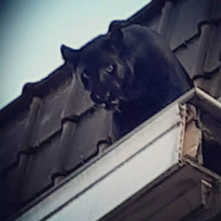 The panther walked into an apartment in the building.