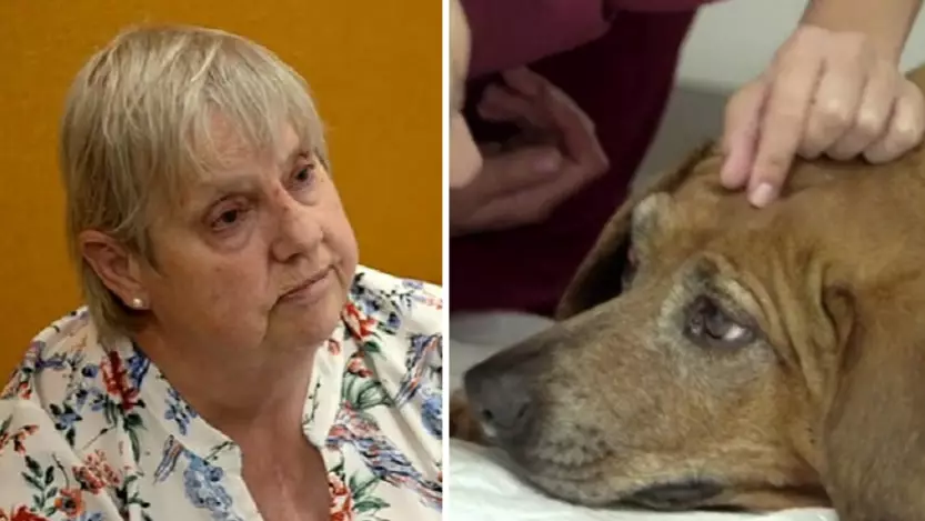 Cancer Survivor Devastated To Learn Her Dog Has Disease On 'Supervet'