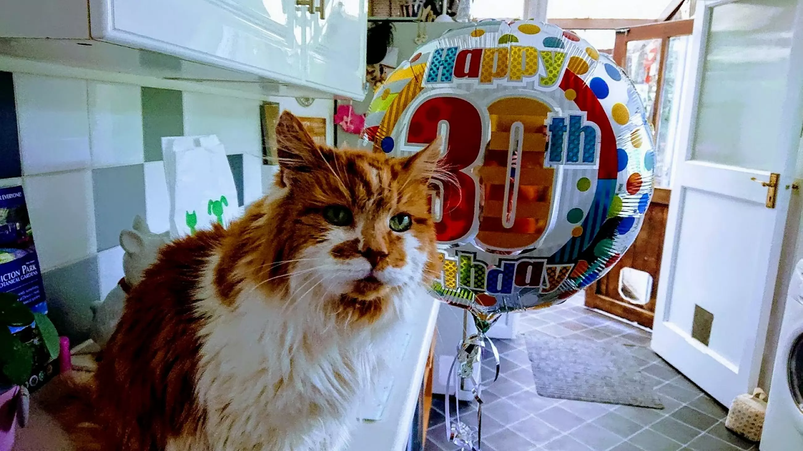 British Cat Could Be 'Oldest In The World' After Celebrating 30th Birthday