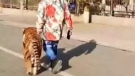 'Tiger' Spotted Turns Out To Be Pet Dog That Has Been Dyed