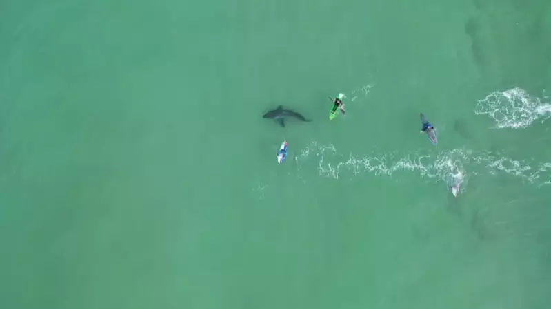 Chilling Footage Shows Great White Shark Lurking Beneath Unsuspecting Surfers