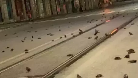 Hundreds Of Birds Lie Dead In Street After New Year Fireworks In Rome