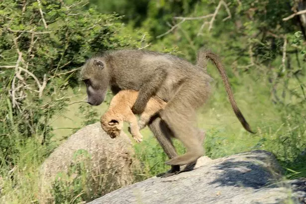 The group looked on in shock as the baboon gathered up the cub.