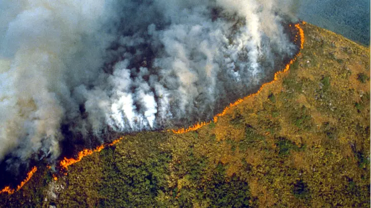 The Amazon Rainforest is burning at an alarming rate
