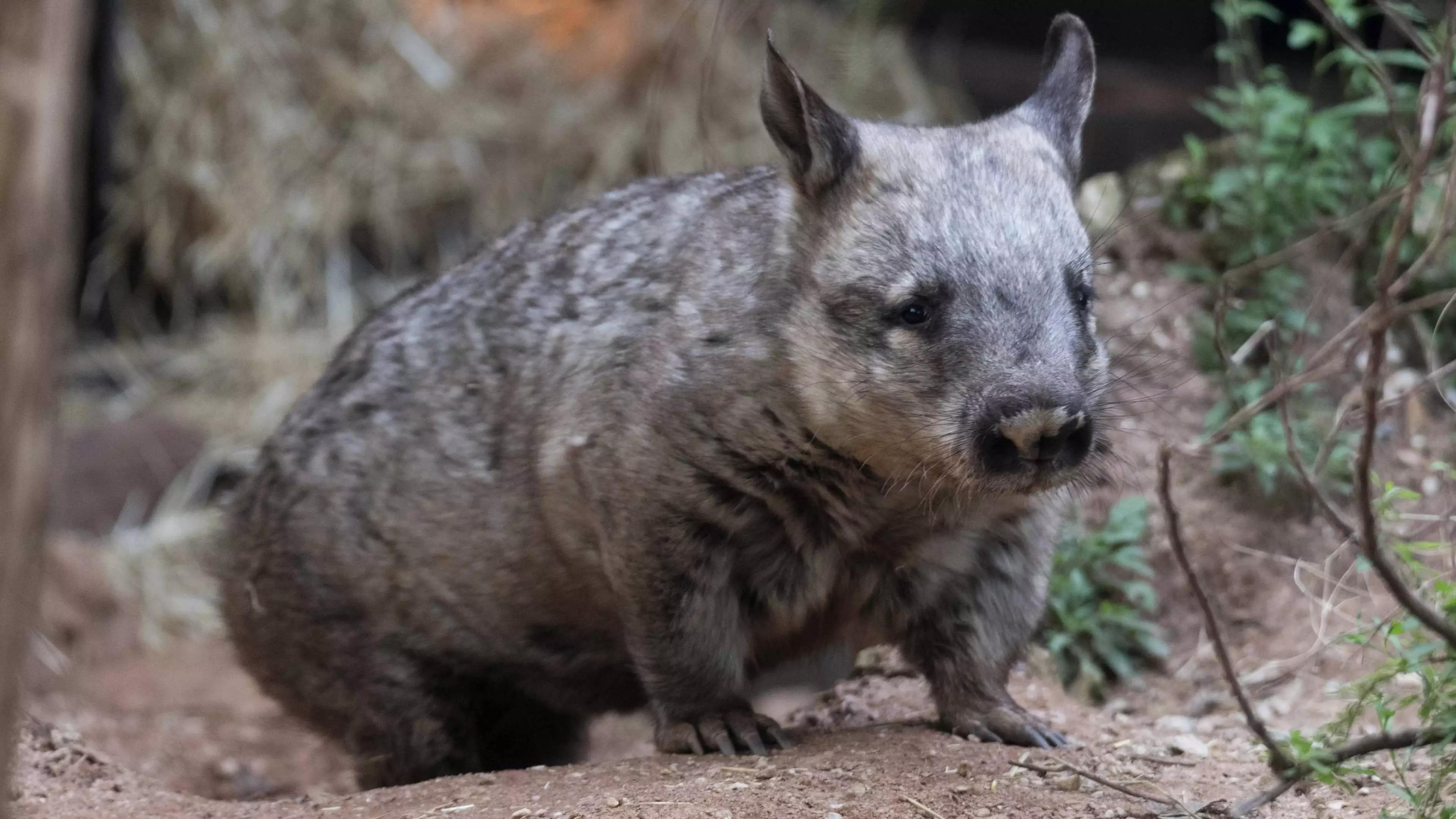 Shocking Video Shows Men Taunting Wombat After It Was Run Over By A Car In Tasmania