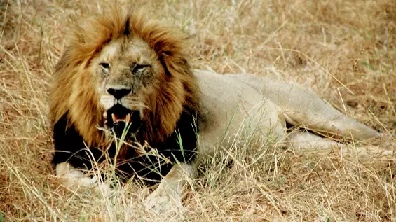 Three Poachers Are Eaten By Lions At South African Nature Reserve 