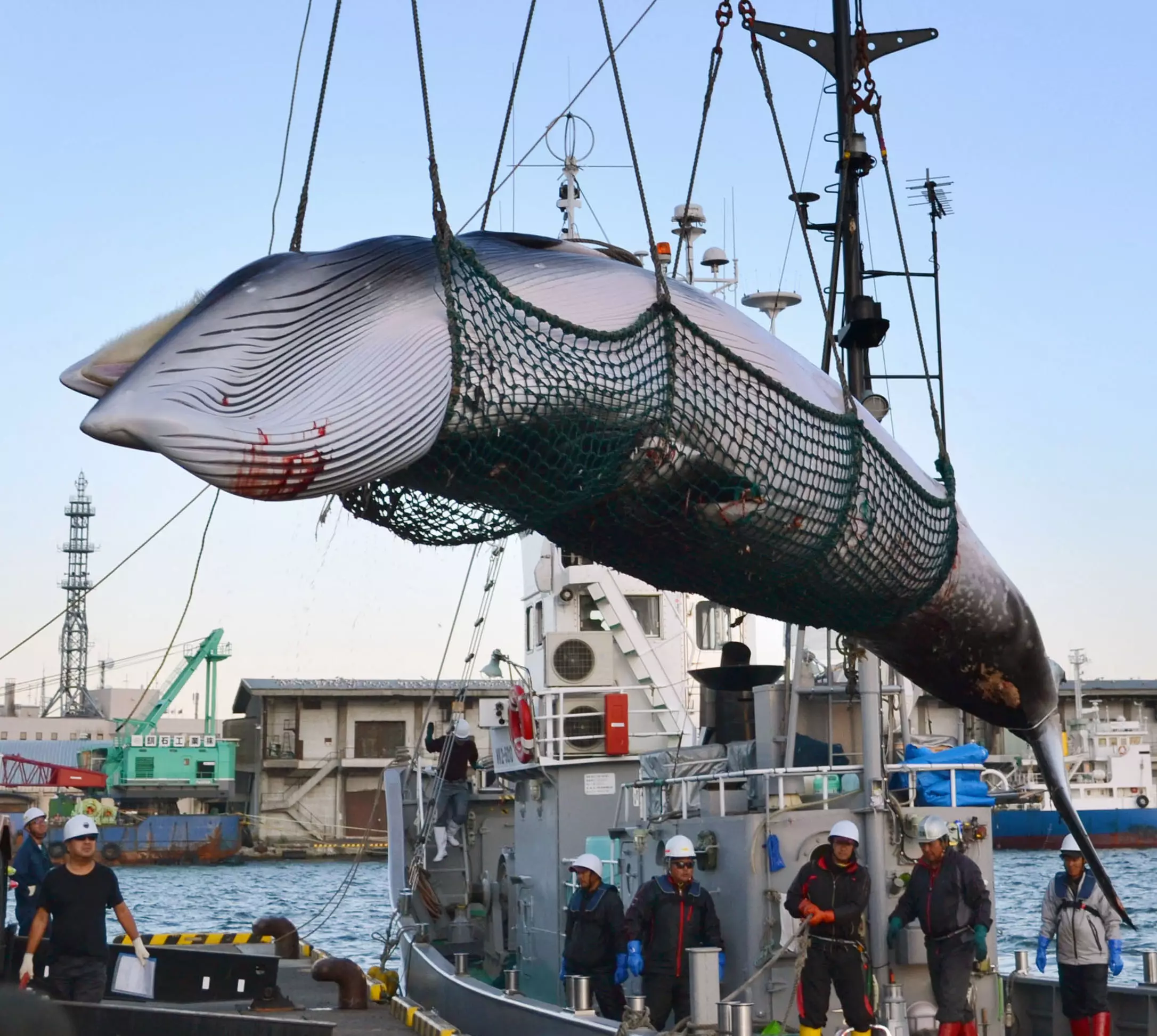 A minke whale is unloaded at a port after a whaling for scientific purposes in Kushiro.