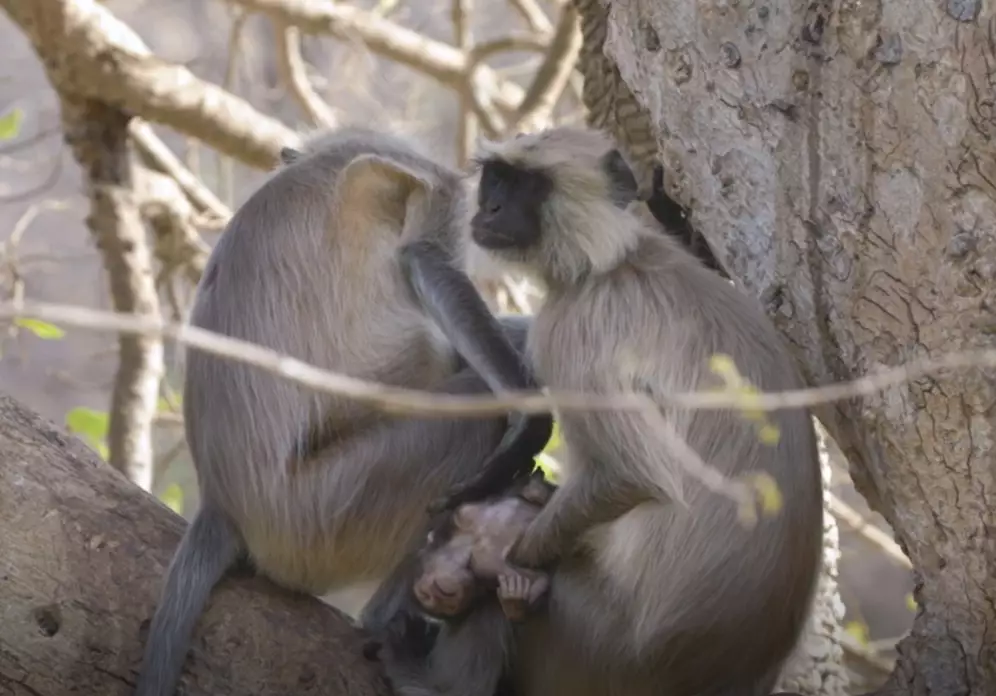 It is not unusual for primates to carry and care for stillborn babies.