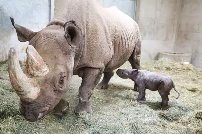 The baby black rhino was born on Christmas Eve (