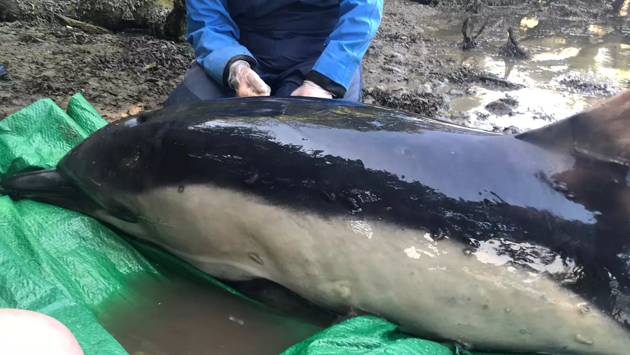A Dolphin Stuck In A River Is Saved After Five Hour Rescue Mission