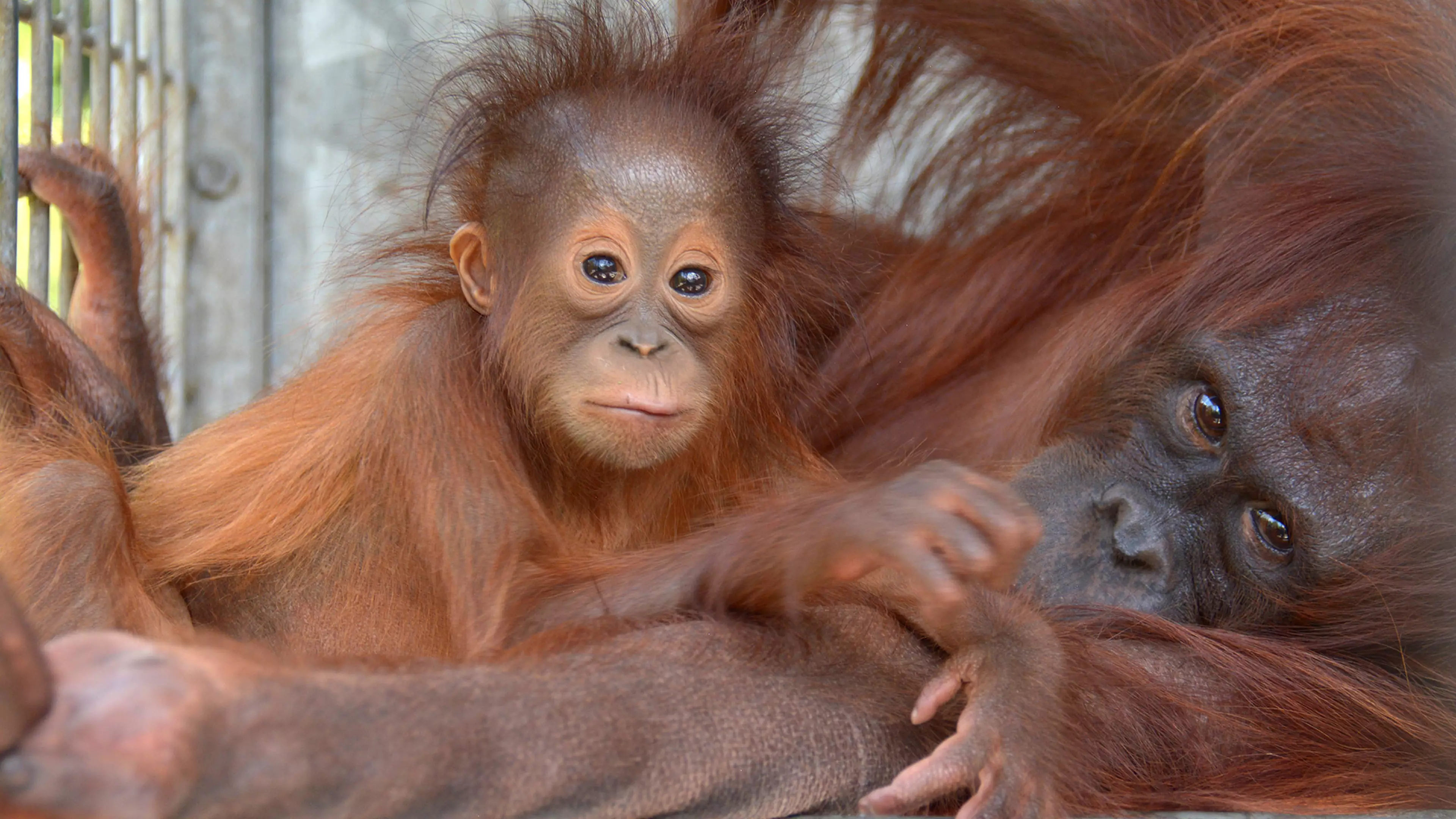Stolen Baby Orangutan Has An Emotional Reunion With Her Mum And It’s Too Cute