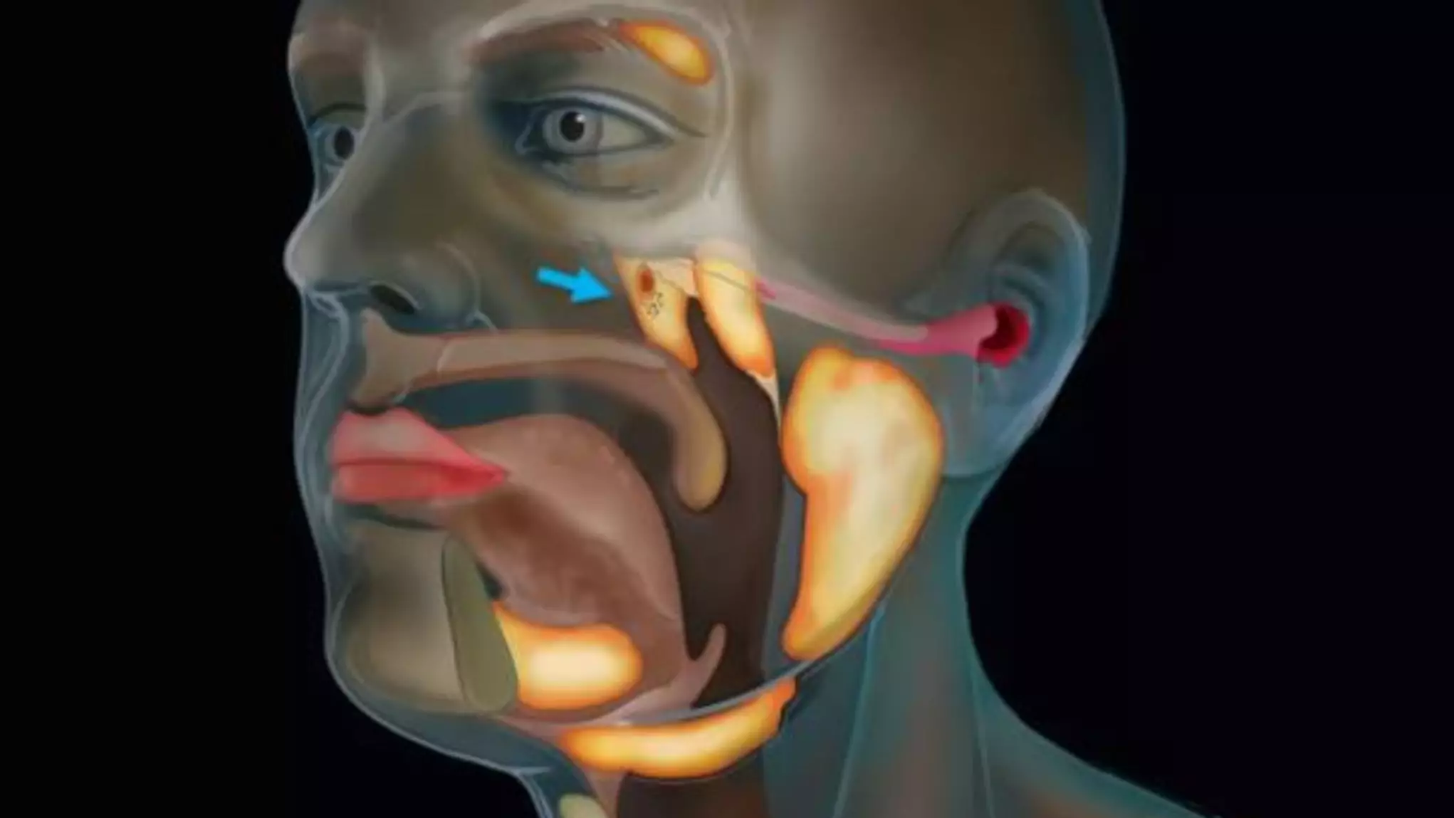 Scientists Have Discovered A New Organ In The Throat By Accident