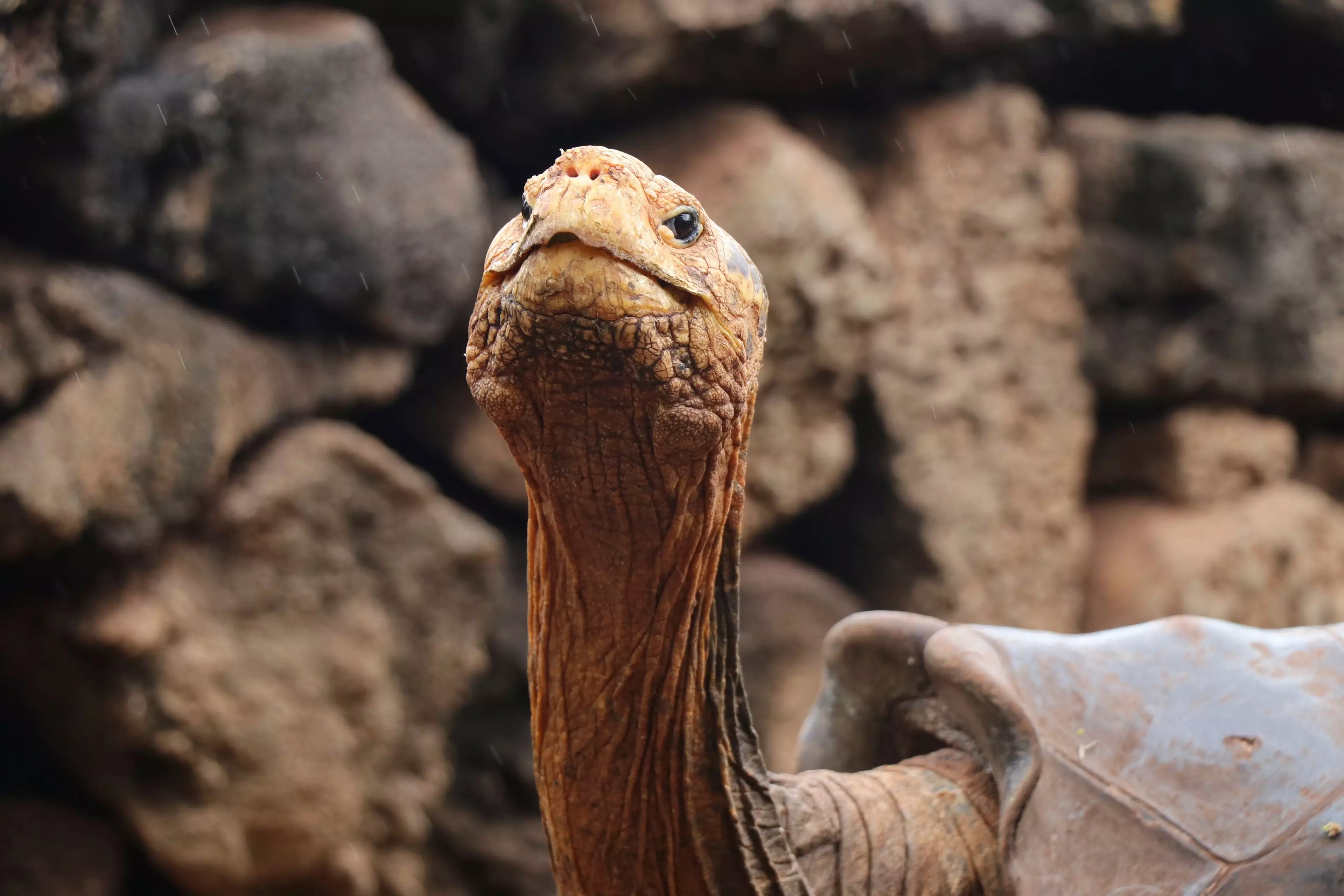 Diego is reported to have fathered around 800 tortoises.