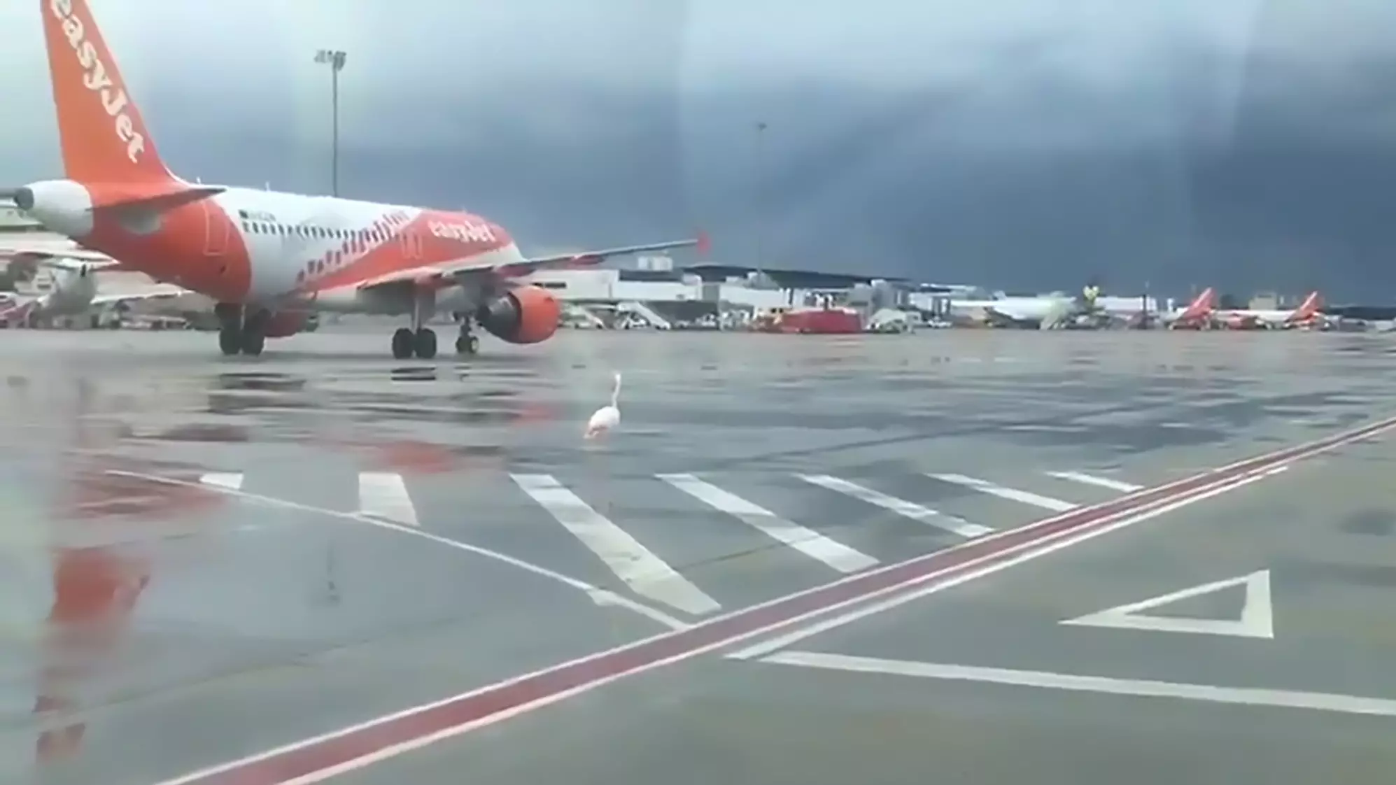 Flamingo Takes A Casual Stroll In Front Of EasyJet Plane