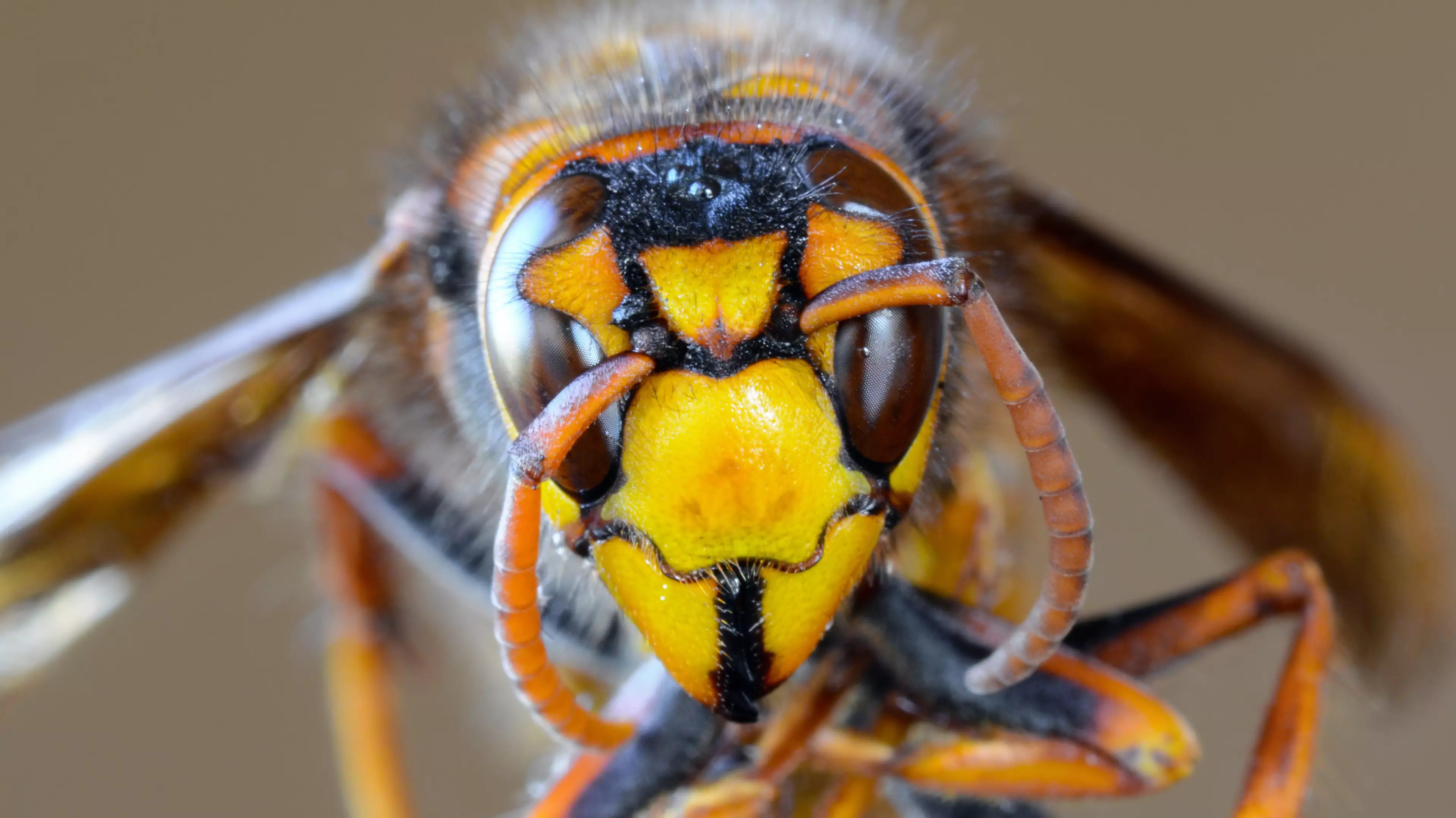Steak And Ale Could Be Used To Stop Asian 'Murder' Hornets Invading British Isles