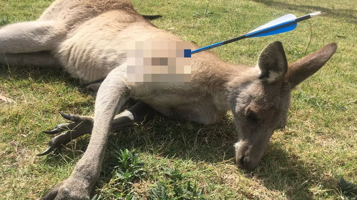 Authorities Hunting For Person Who Shot An Arrow Into A Kangaroo