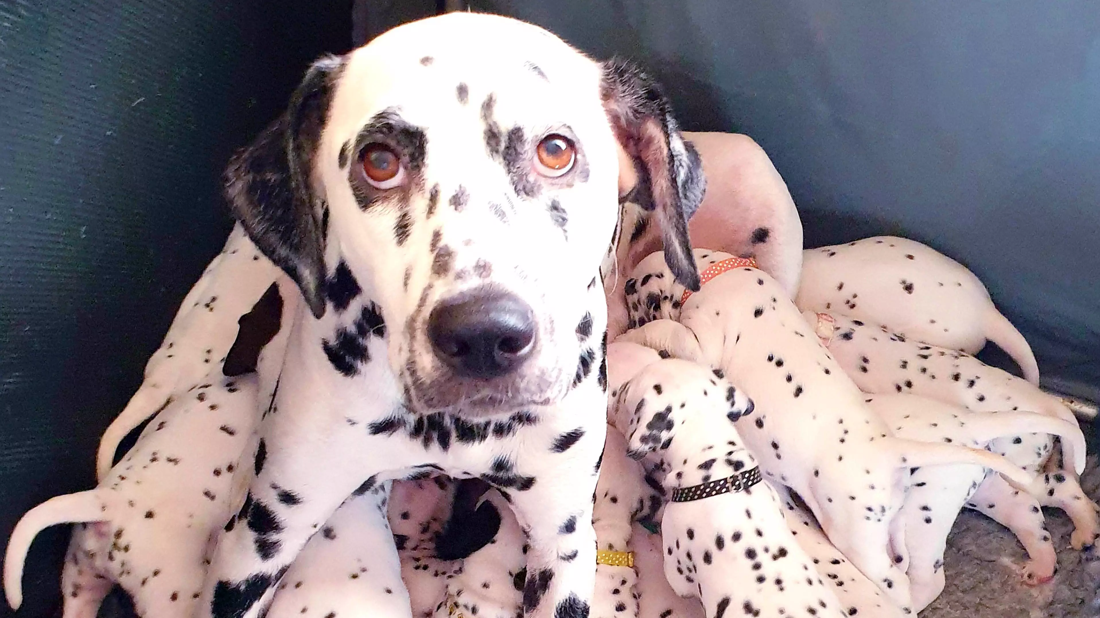 Dalmatian Gives Birth To Huge Litter Of Puppies
