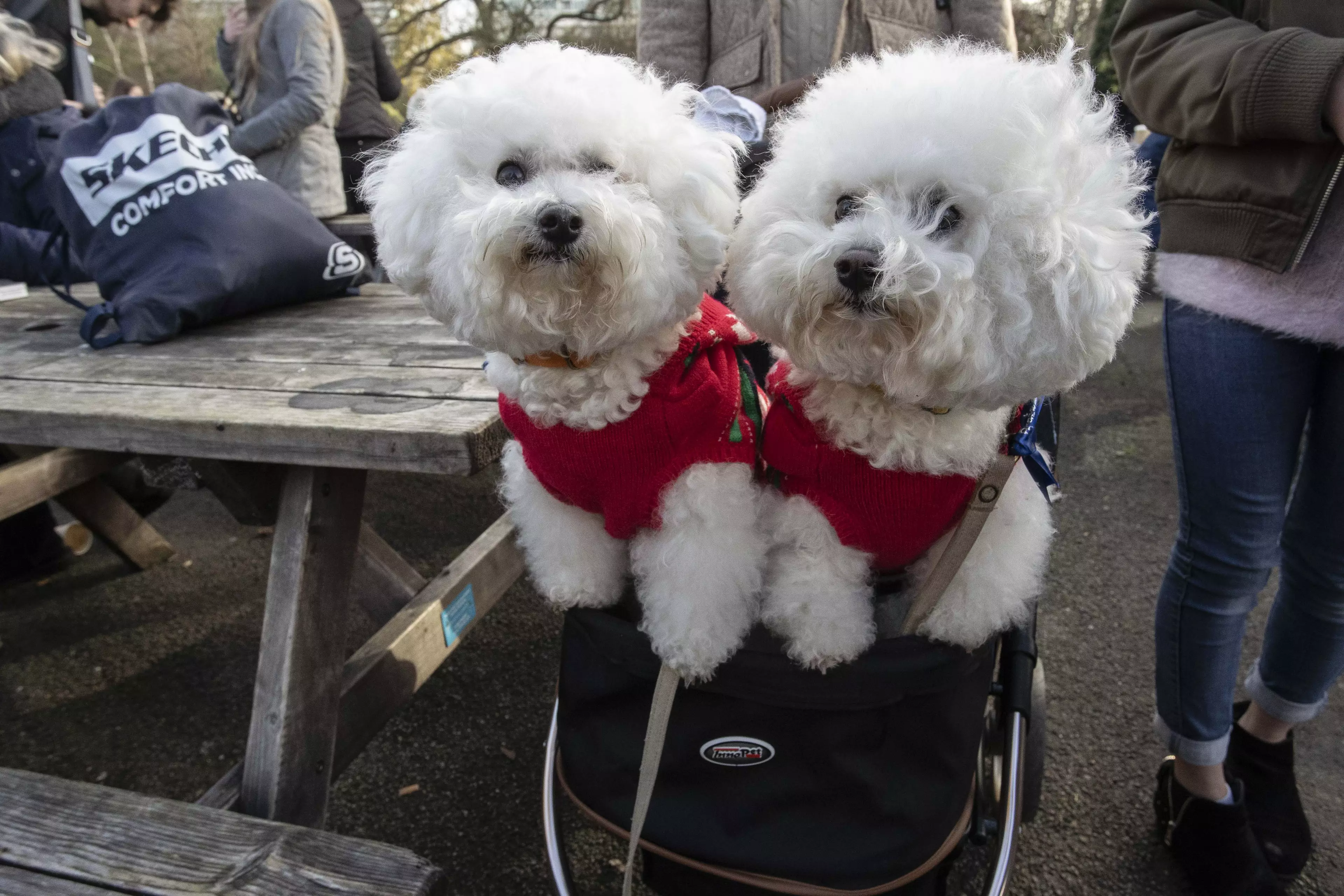 They met in Battersea Park in their festive knits (