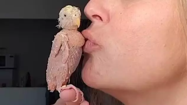 Budgie Who Went Bald From Stress Finds Loving Owner