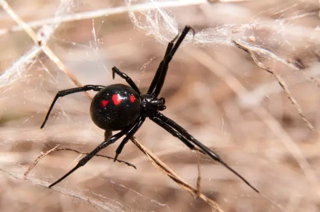 Here's What Happens To Your Body When You Get Bitten By A Black Widow Spider