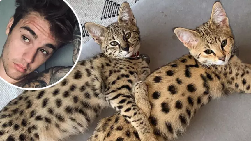 PETA Criticises Justin Bieber Over His New $35,000 Exotic Kittens 