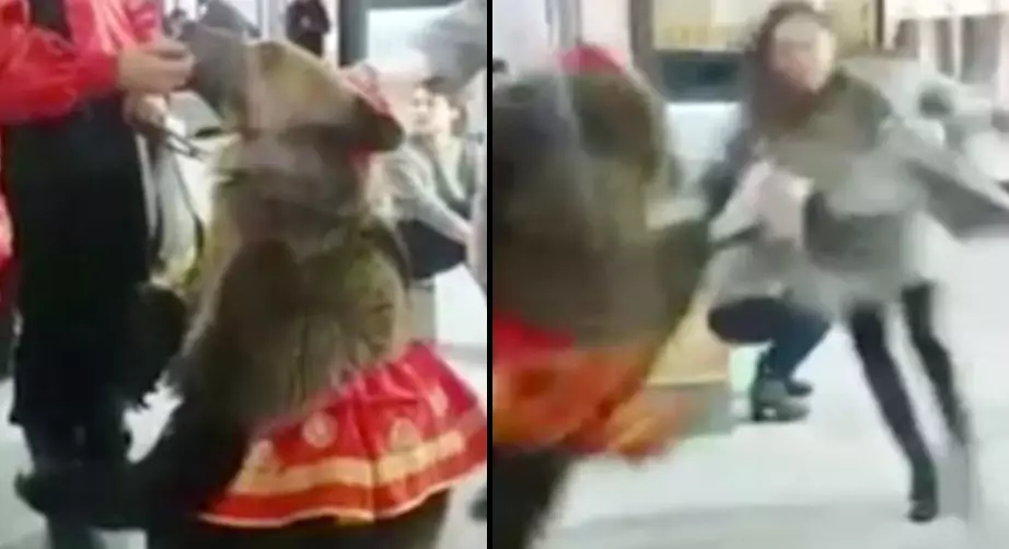 Watch Russian Presenter Get Attacked By A Bear On Live TV