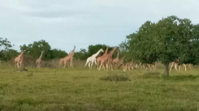 World's Last Known White Giraffe Fitted With GPS Tracker