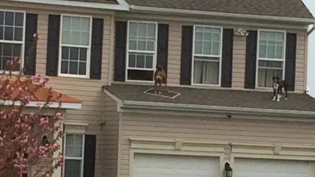 Some Dogs Had A Party On A Roof And It Went Viral - Obviously