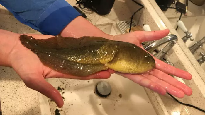 A Giant Tadpole Has Been Discovered In Arizona And His Name Is Goliath