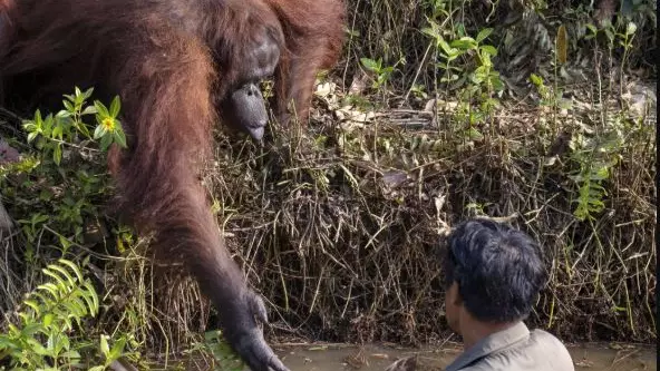 Photo Captures Orangutan Offering Forest Warden Its Hand As He Clears River Of Snakes
