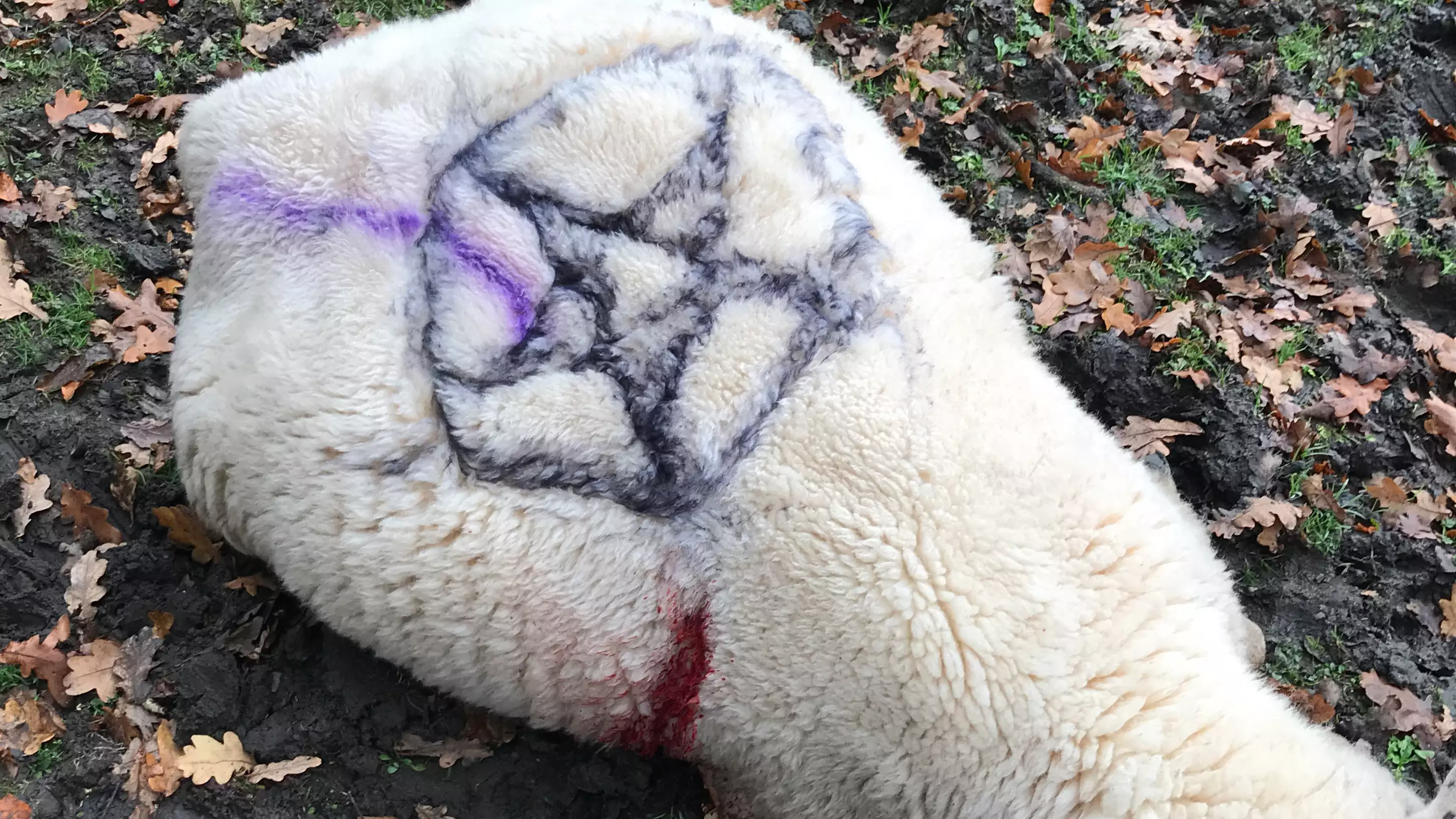 Residents Worried After Two Sheep Stabbed To Death And Marked With Pentagrams