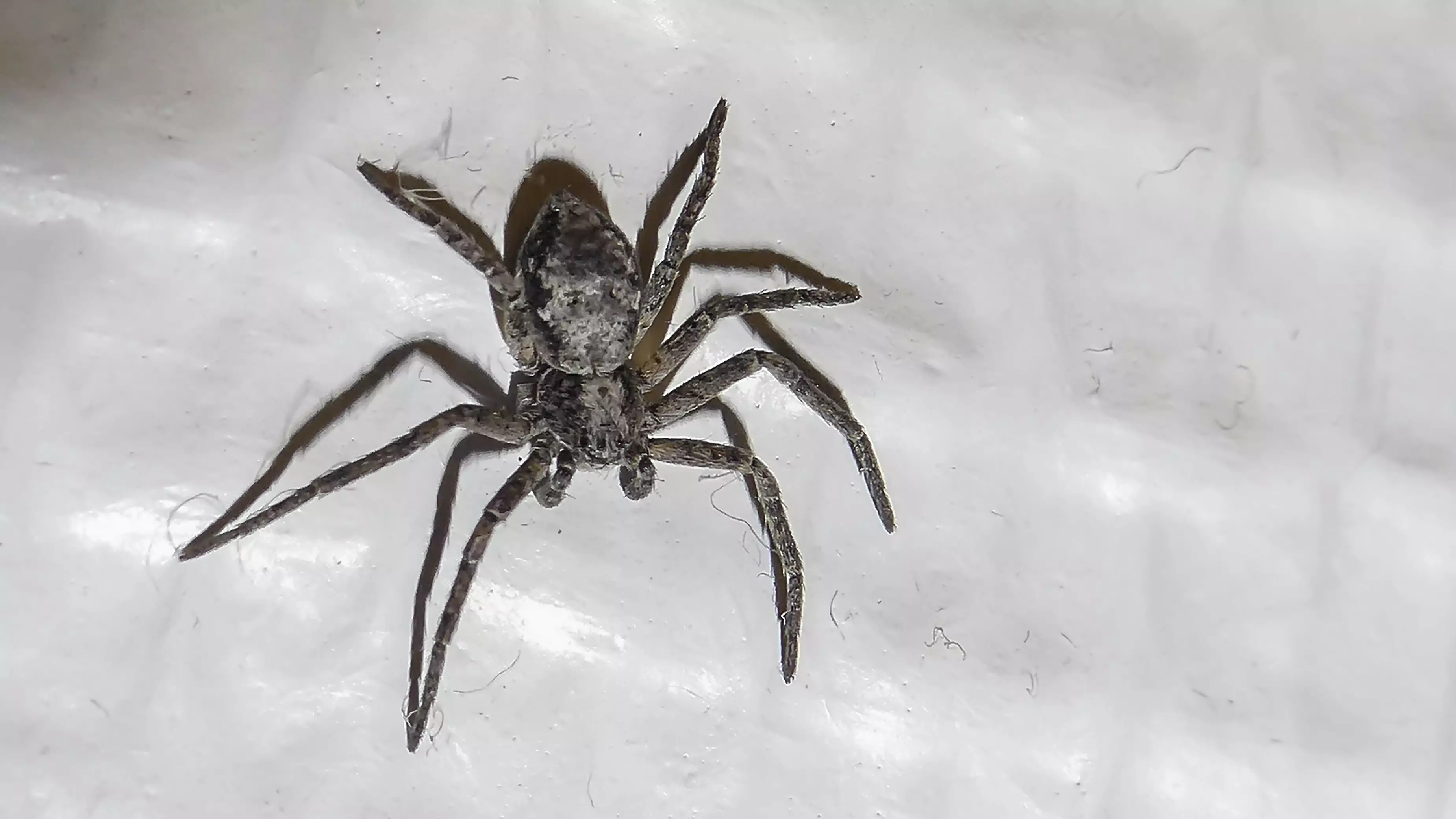 Species Of Spider That Can Jump Six Feet Discovered In UK