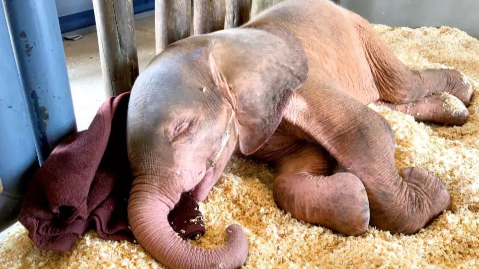 Albino Elephant Calf Rescued After Being Trapped In Snare For Four Day