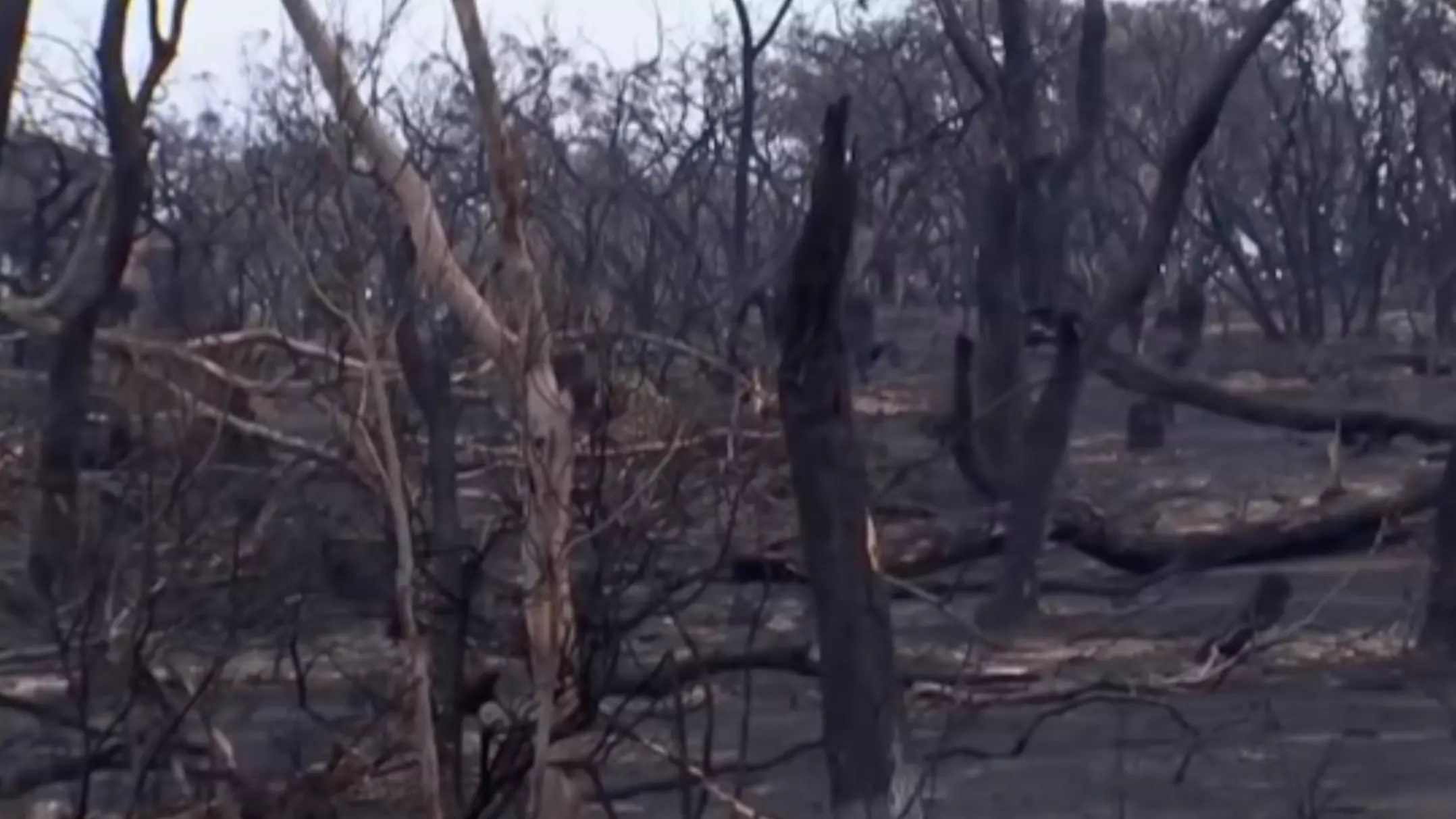 Kangaroo Island Bushfire Is Finally Contained After Three Long Weeks