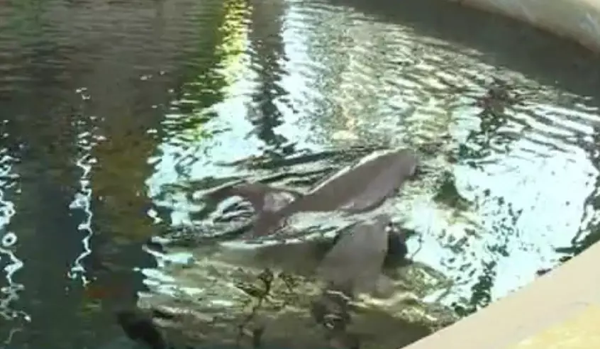 The dolphin was thought to be just nine days old.