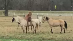 Young Stud Is Absolutely Clueless When He Gets Into Field Of Mares