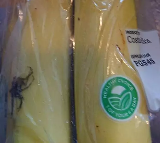 Geoff discovered the 'deadly spider' in his packet of bananas from Tesco.