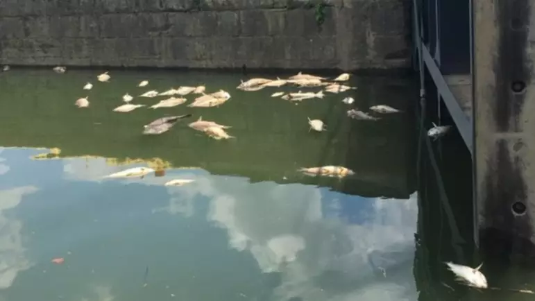 Thousands Of Fish Die After Alcohol Leaks Into River