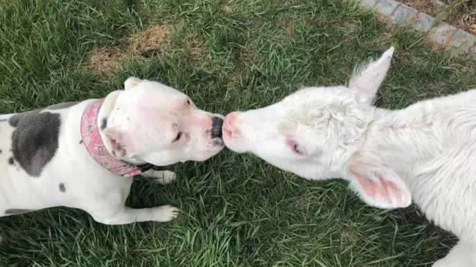 Blind Calf And Rescue Pit Bull Become Best Friends At Animal Centre