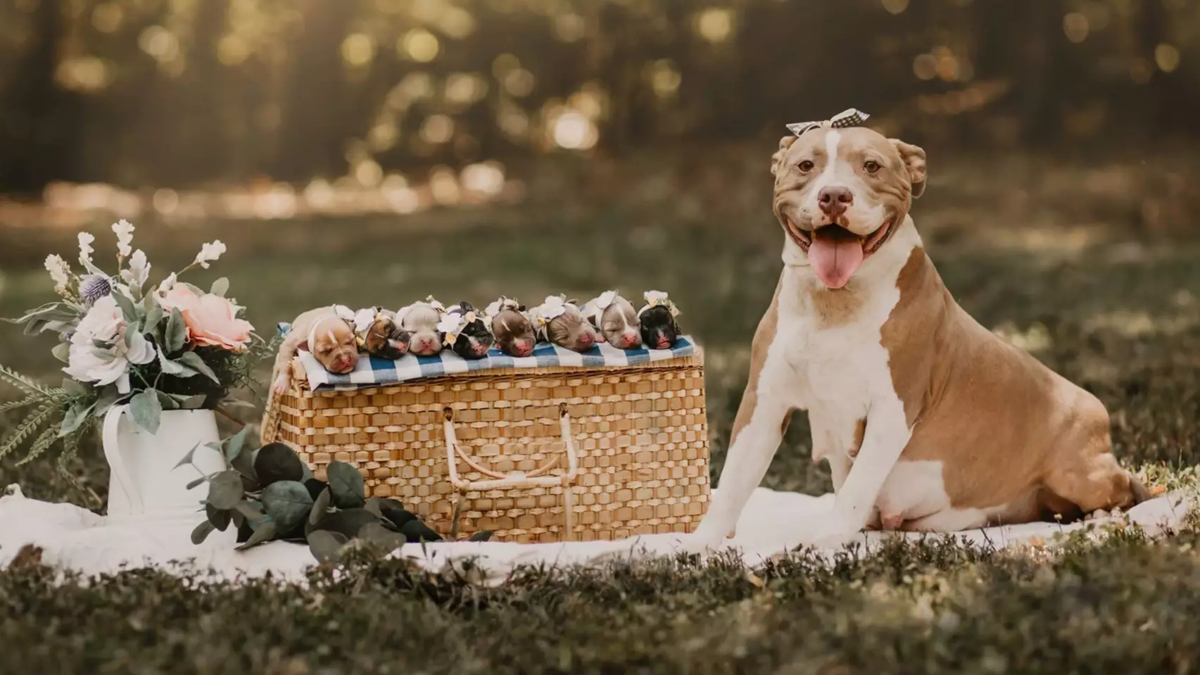 A Rescue Dog Has Had Her Own Maternity Photoshoot And It’s Everything