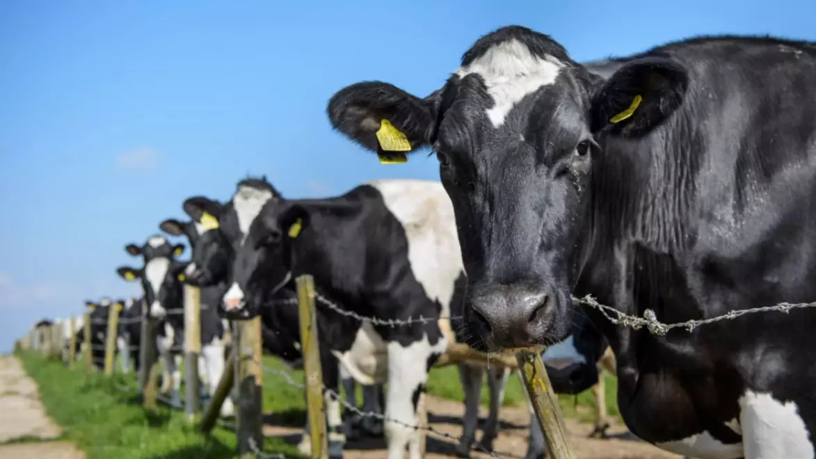 'Mad Cow Disease' Confirmed At Farm In Aberdeenshire