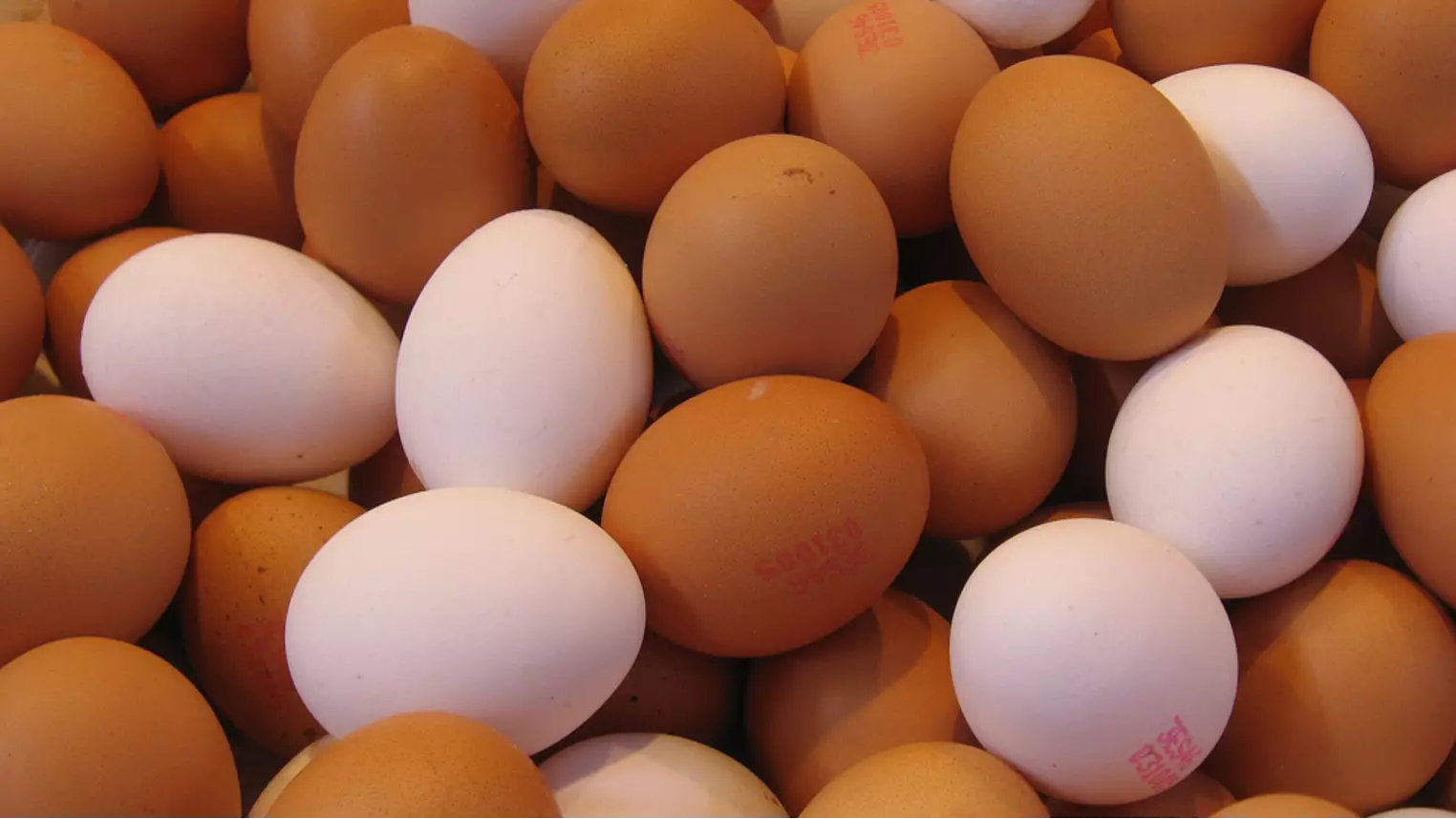 Eggs Contaminated With Fipronil Found In 15 EU Countries And Hong Kong