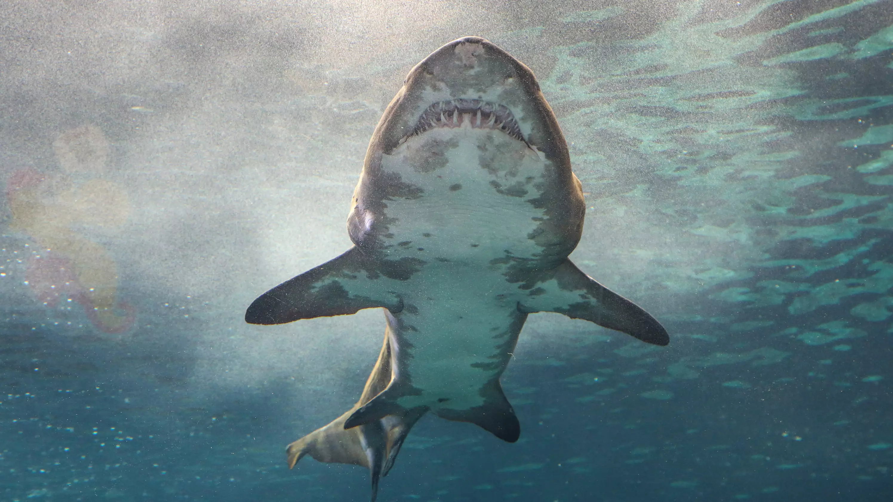 Australia Renames Shark Attacks 'Negative Encounters' To Banish 'Man-Eating Monster' Perception