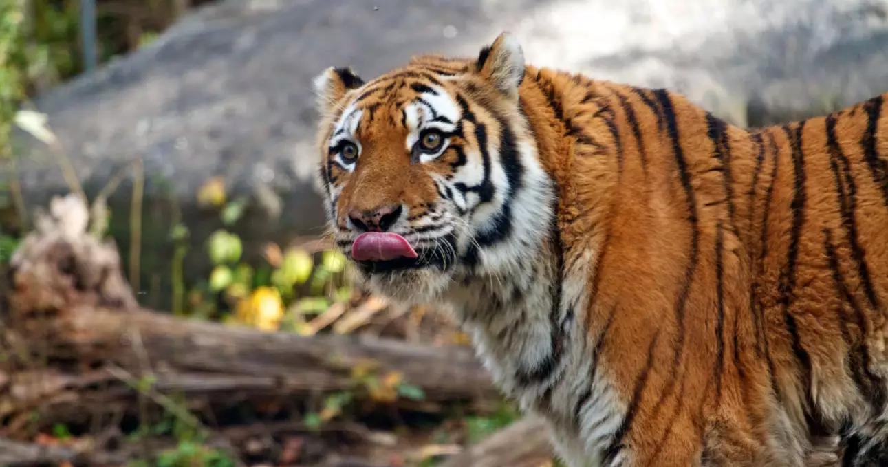 A tiger at the Bronx Zoo in 2012.