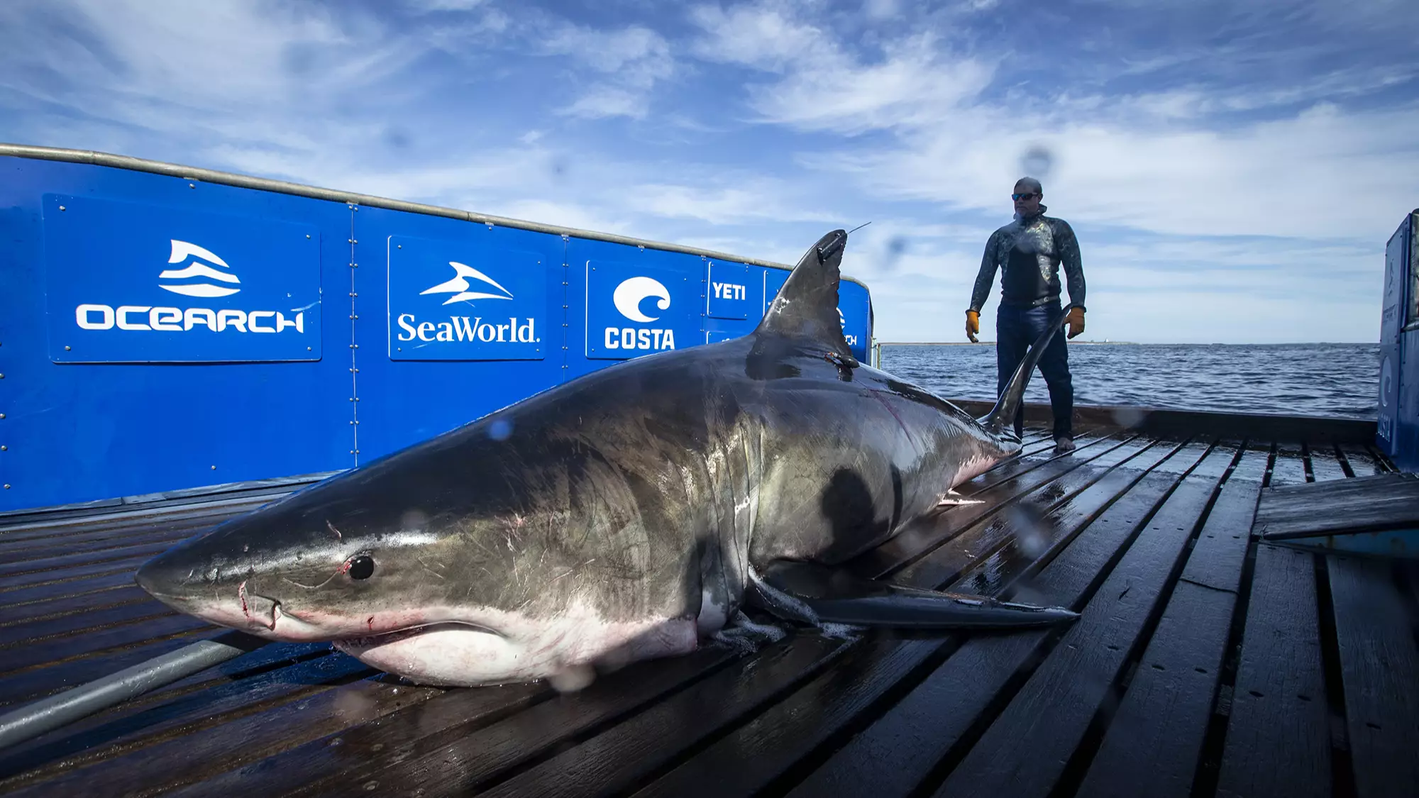Marine Scientists Tag Gigantic 150 Stone Great White Shark 