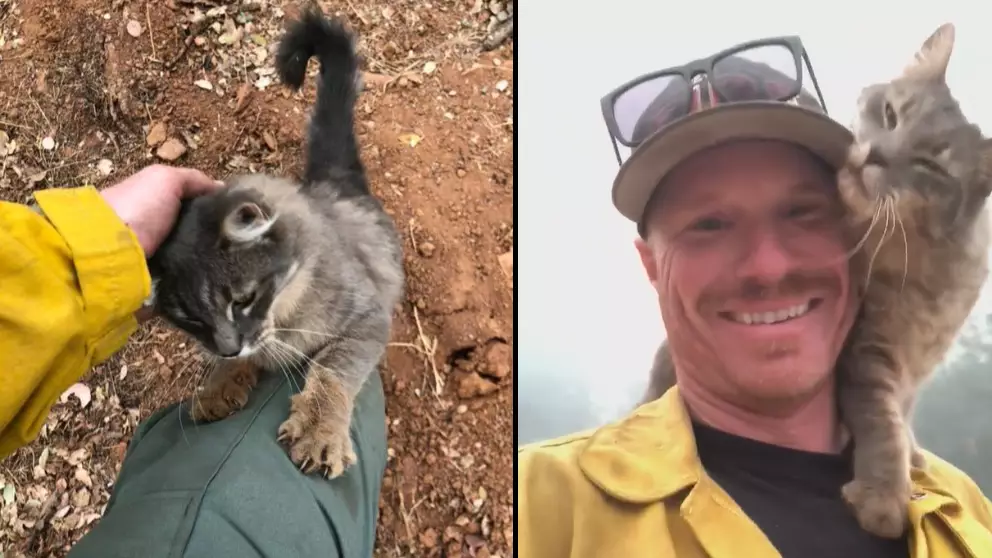 Cat Refuses To Let Go Of Firefighter Who Rescued Her From California Fire 
