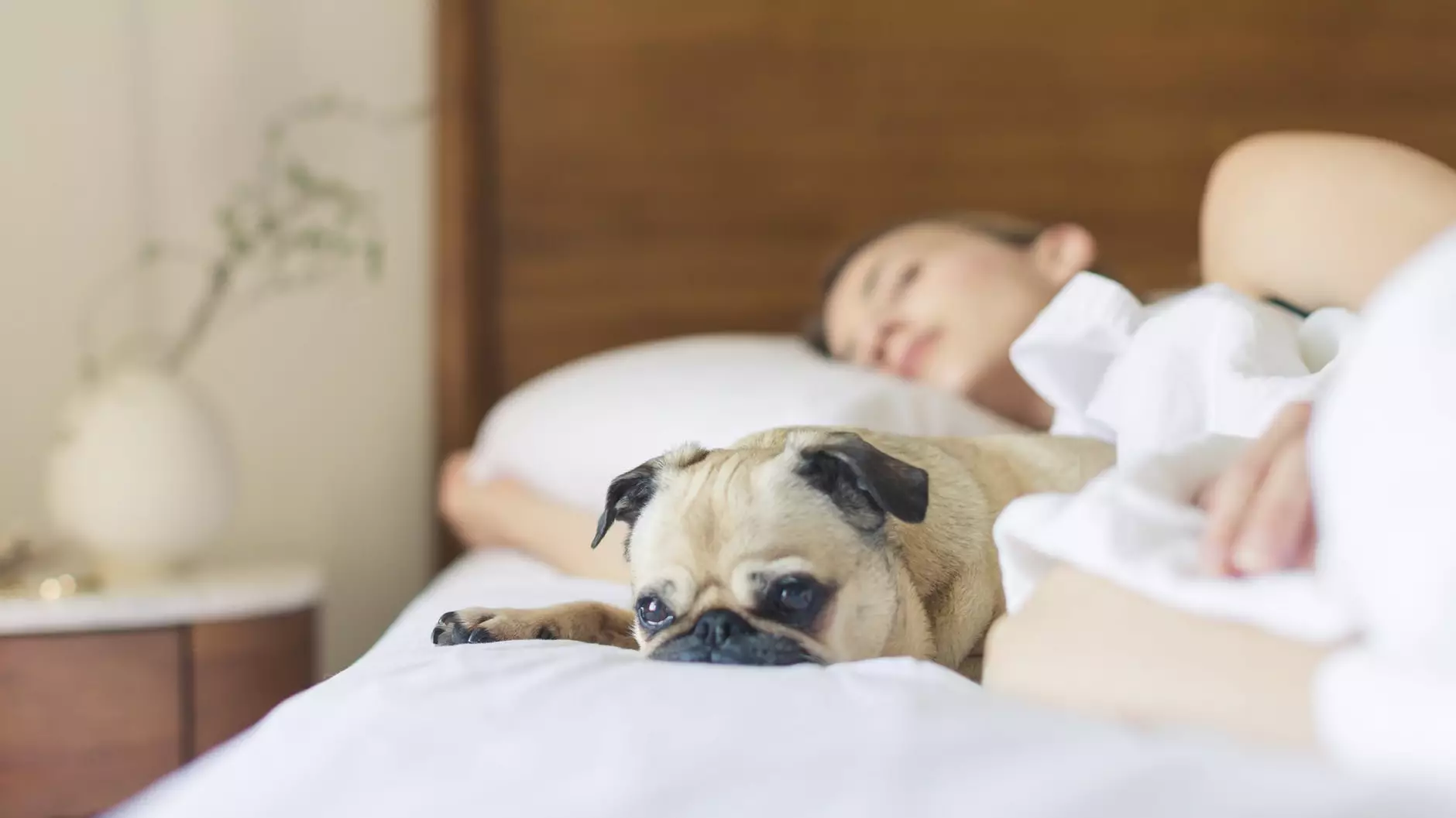 Study Suggests Women Sleep Better Next To Dogs Than Men