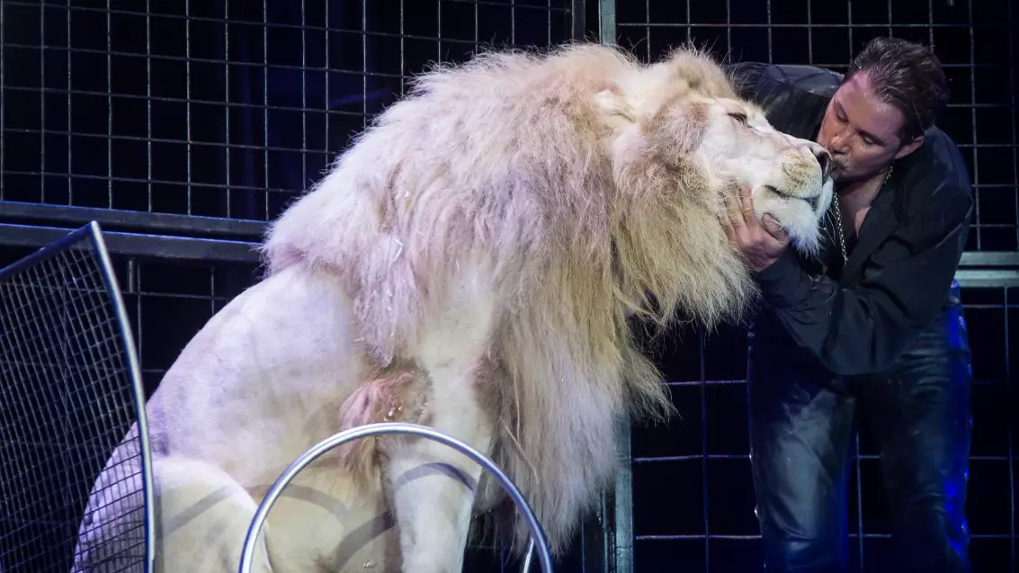 ​Scotland Bans Use Of Wild Animals In Travelling Circuses